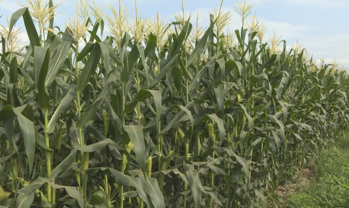 玉米2.png